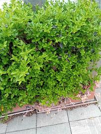 fioriere piante siepi casa bar giardino