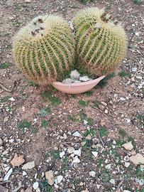 Grusoni ultra 20nnale 