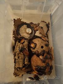 Box per blatte