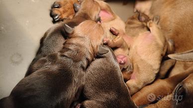 Cuccioli zwerger pincher