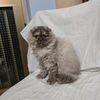 Gattini scottisch fold