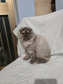 Gattini scottisch fold