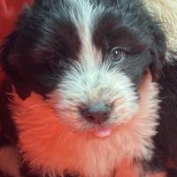 Cuccioli border collie