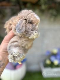 Minilop e conigli ariete nano