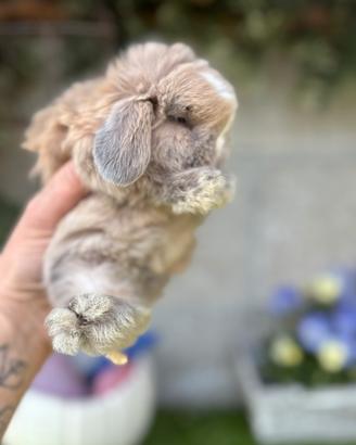 Minilop e conigli ariete nano