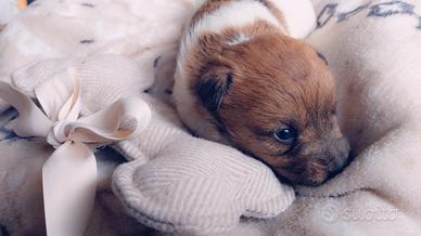 Cucciola Jack Russell Terrier
