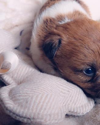 Cucciola Jack Russell Terrier