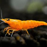 lotto 10 x neocaridina davidi sakura orange