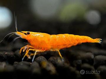 lotto 10 x neocaridina davidi sakura orange