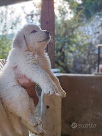 Cuccioli di pastore maremmano 