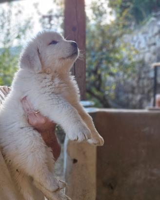 Cuccioli di pastore maremmano 
