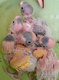 Piccoli pulli di pappagallino ondulato