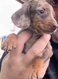 Bassotto alercchino violo merle cheninken