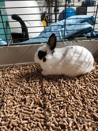 Coniglietti Nani Testa di Leone