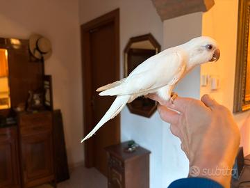 Parrocchetto monaco bianco allevato a mano