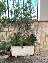 Limone