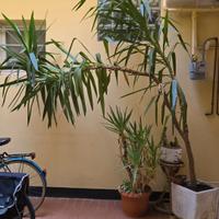 piante da arredamento