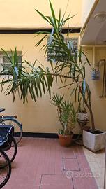 piante da arredamento