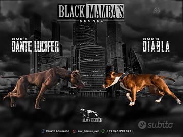 American pitbull terrier UKC
