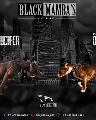 American pitbull terrier UKC