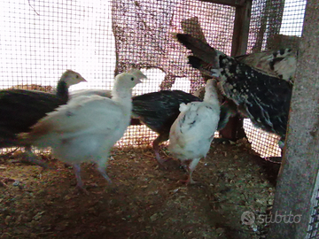Tacchini anatre pulcinotti