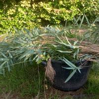 Cannette di bambu