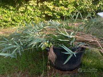 Cannette di bambu