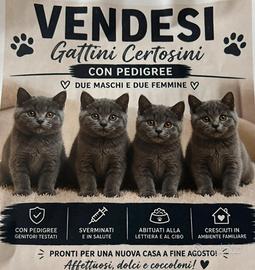Gattini certosini