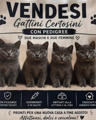 Gattini certosini