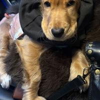 CUCCIOLO DI COKER MASCHIO ( tartufo,caccia )