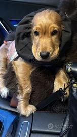 CUCCIOLO DI COKER MASCHIO ( tartufo,caccia )