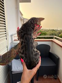 Gattino bengala