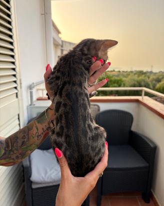 Gattino bengala
