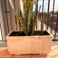 Set 5 vasi rettangolari in gesso