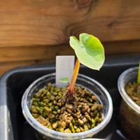 Colocasia Hawaiian Punch