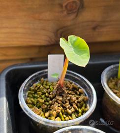 Colocasia Hawaiian Punch