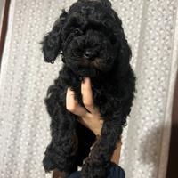 Cucciolo di barboncino Toy particolor