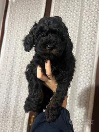 Cucciolo di barboncino Toy particolor