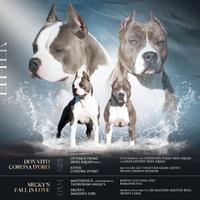 Amstaff Cuccioli ( Stafford Americano)