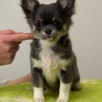 Chihuahua