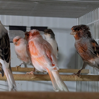 Canarini arlecchino portoghese 2024