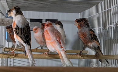 Canarini arlecchino portoghese 2024