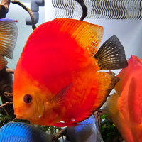 Discus Roma
