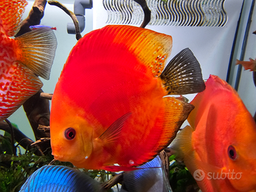 Discus Roma