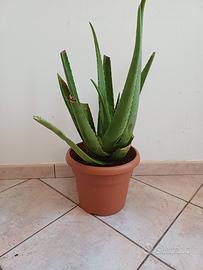 pianta aloe vera rinvasata da poco