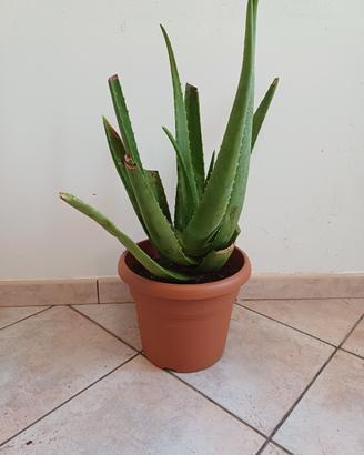 pianta aloe vera rinvasata da poco