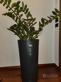 vaso Vasar tondo h70