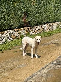 Cagnolina bianca meticcio