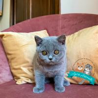 British Shorthair Scottish Fold Straight