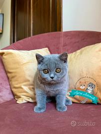 British Shorthair Scottish Fold Straight